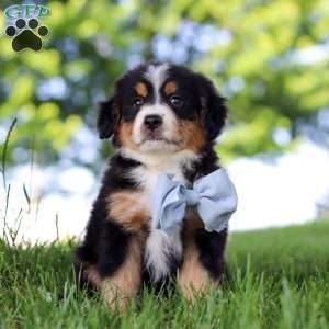 Jimminy Cricket, Mini Bernedoodle Puppy